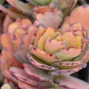 Kalanchoe Plant Live - Stained Glass, Pink, Rare Variegated Succulent - 2 Inch Pot Décor Houseplant