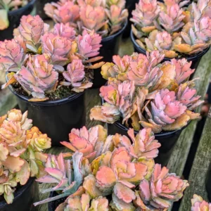 Kalanchoe Plant Live - Stained Glass, Pink, Rare Variegated Succulent - 2 Inch Pot Décor Houseplant