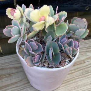 Kalanchoe Plant Live - Stained Glass, Pink, Rare Variegated Succulent - 2 Inch Pot Décor Houseplant