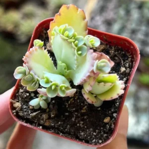 Kalanchoe Succulent Live Plant - Mother of Thousands Easy Care Potted