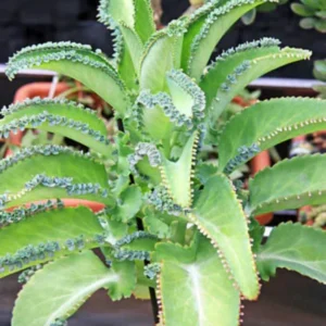 Kalanchoe Succulent Live Plant - Mother of Thousands Easy Care Potted