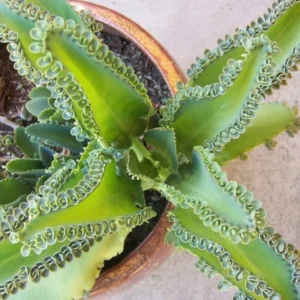Kalanchoe Succulent Live Plant - Mother of Thousands Easy Care Potted