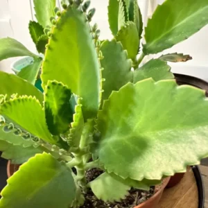 Kalanchoe Succulent Live Plant - Mother of Thousands Easy Care Potted