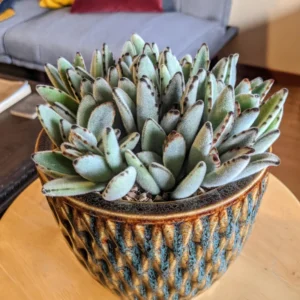 Kalanchoe Tomentosa Panda Plant Bundle Live - 2 Inch Pot - Perfect Small Space Plants