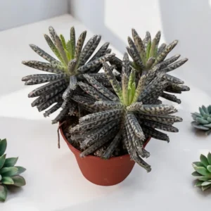 Kalanchoe tubiflora Live Plant - Mother of Millions, 2 Inch Pot