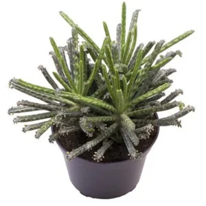 Kalanchoe tubiflora Plant Live - Mother of Millions - 2 Inch Pot - Home Decor