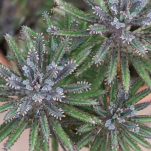 Kalanchoe tubiflora Plant Live - Mother of Millions - 2 Inch Pot - Home Decor