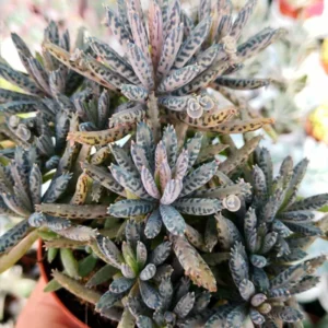 Kalanchoe tubiflora Plant Live - Mother of Millions - 2 Inch Pot - Home Decor
