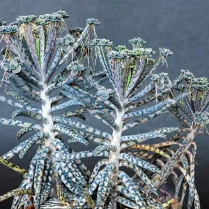 Kalanchoe tubiflora Plant Live - Mother of Millions - 2 Inch Pot - Home Decor