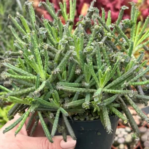 Kalanchoe tubiflora Plant Live - Mother of Millions - 2 Inch Pot - Home Decor