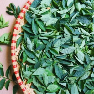 Katuk Sweet Leaf Plant Cuttings - 15 Unrooted Katuk Live Plant Pieces