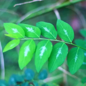 Katuk Sweet Leaf Plant Cuttings - 15 Unrooted Katuk Live Plant Pieces