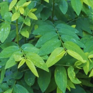 Katuk Sweet Leaf Plant Cuttings - 15 Unrooted Katuk Live Plant Pieces