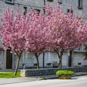 Kwanzan Cherry Blossom Tree - Small Flowering Tree - 8 to 10 Inch Size