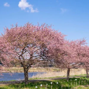 Kwanzan Cherry Blossom Tree - Small Flowering Tree - 8 to 10 Inch Size