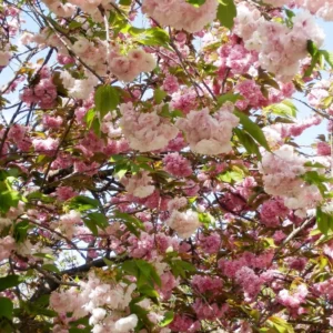 Kwanzan Cherry Blossom Tree - Small Flowering Tree - 8 to 10 Inch Size