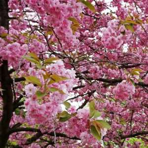 Kwanzan Cherry Blossom Tree - Small Flowering Tree - 8 to 10 Inch Size