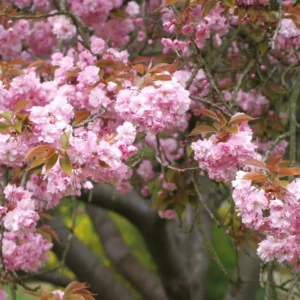 Kwanzan Cherry Blossom Tree - Small Flowering Tree - 8 to 10 Inch Size