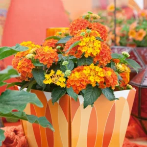 Lantana Live Plants - 2 Pack Perennial Outdoor Flowers 4-9 Inch