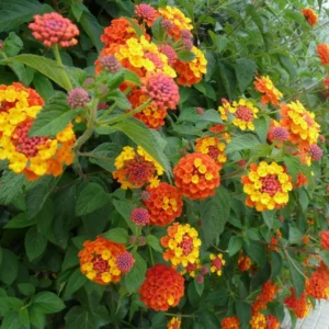 Lantana Live Plants - 2 Pack Perennial Outdoor Flowers 4-9 Inch