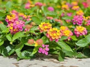 Lantana Rose Sunrise