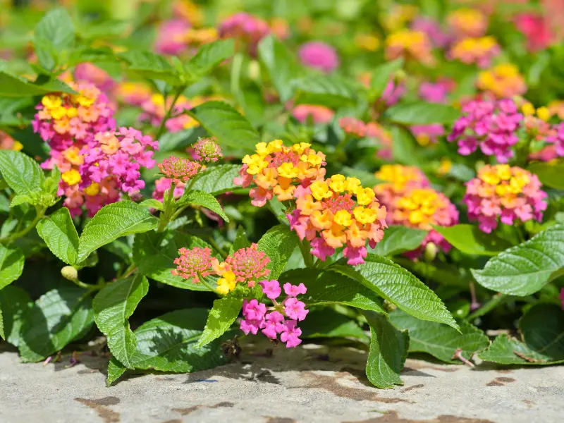 Lantana Rose Sunrise