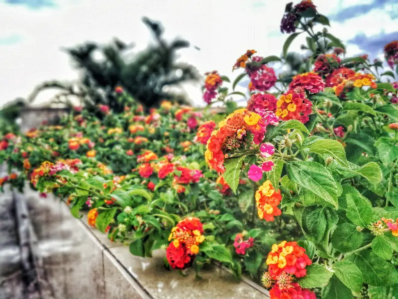 Lantana flowers in orange, pink, and yellow colors grow along a garden bed with a blurred background.