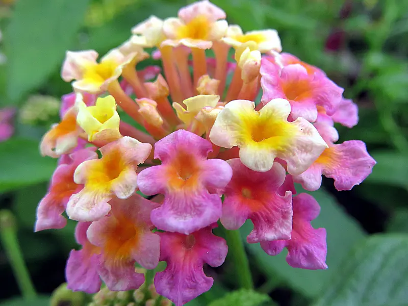 Lantana Rose Sunrise