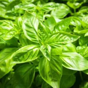 Large Leaf Basil Plants - 4 Sweet Basil Plants - 3in Potted Live Starter Plants