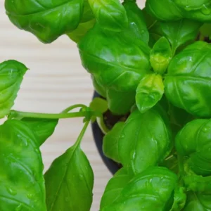 Large Leaf Basil Plants - 4 Sweet Basil Plants - 3in Potted Live Starter Plants