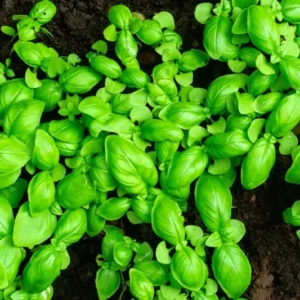 Large Leaf Basil Plants - 4 Sweet Basil Plants - 3in Potted Live Starter Plants