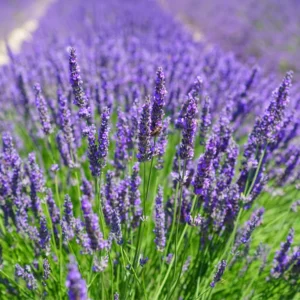 Lavender Plants Live - 2 French Lavender Plants 4-6 Inches Bareroot - Flower Plants