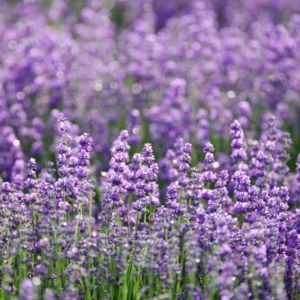 Lavender Plants Live - 2 French Lavender Plants 4-6 Inches Bareroot - Flower Plants