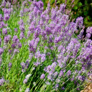 Lavender Plants Live - 2 French Lavender Plants 4-6 Inches Bareroot - Flower Plants