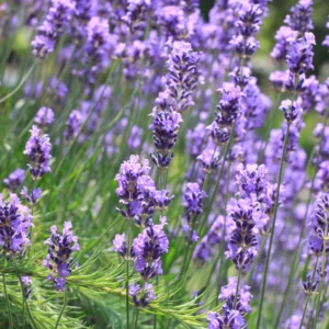 Lavender Plants Live - 2 French Lavender Plants 4-6 Inches Bareroot - Flower Plants
