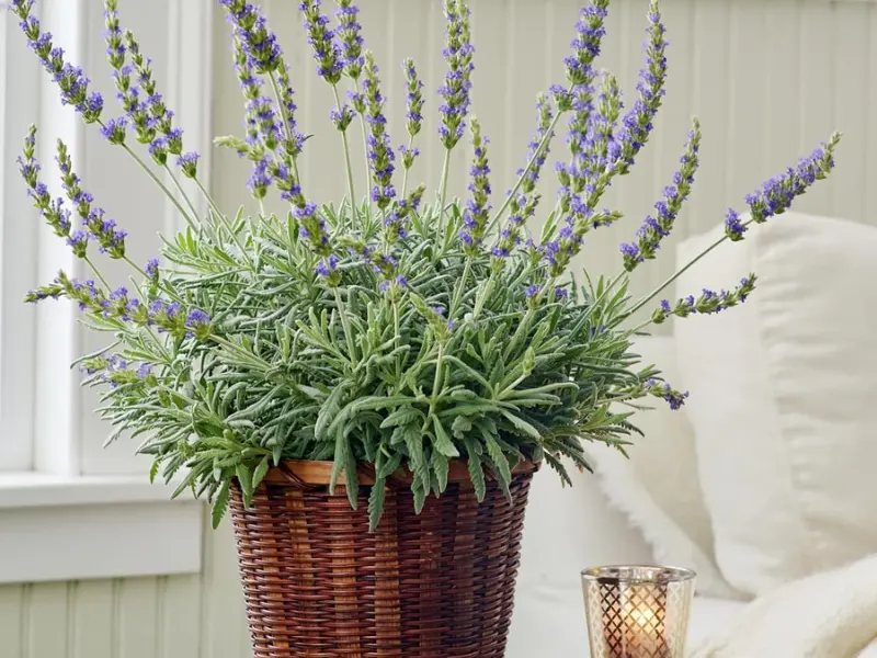 Lavender in Woven Basket