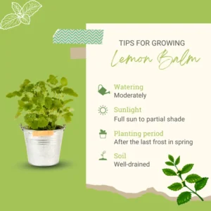 Lemon Balm Plant Live Mint Herb Plant 3-5 Inch Ready to Grow