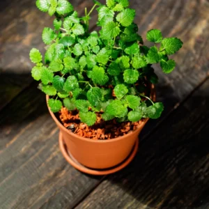 Lemon Balm Plant Live Mint Herb Plant 3-5 Inch Ready to Grow