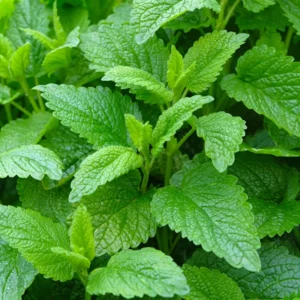 Lemon Balm Plant Live Mint Herb Plant 3-5 Inch Ready to Grow