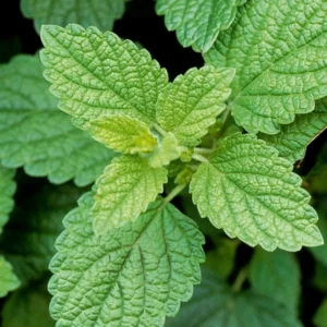 Lemon Balm Plant Set - 3 Live Herb Plants for Outdoor Garden