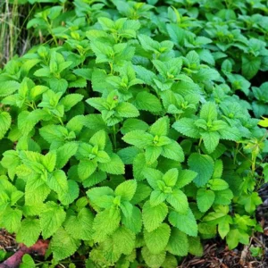 Lemon Balm Plant Set - 3 Live Herb Plants for Outdoor Garden