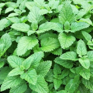 Lemon Balm Plant Set - 3 Live Herb Plants for Outdoor Garden