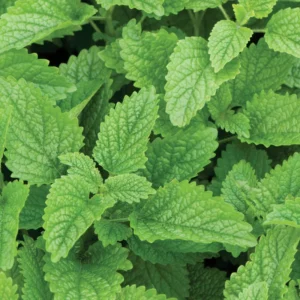 Lemon Balm Plant Set - 3 Live Herb Plants for Outdoor Garden