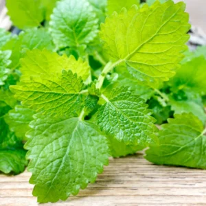 Lemon Balm Plant Set of 3 Live Herb Plants for Outdoor Garden Growing