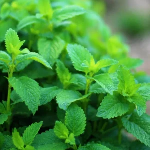 Lemon Balm Plant Set of 3 Live Herb Plants for Outdoor Garden Growing