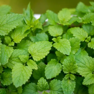 Lemon Balm Plant Set of 3 Live Herb Plants for Outdoor Garden Growing