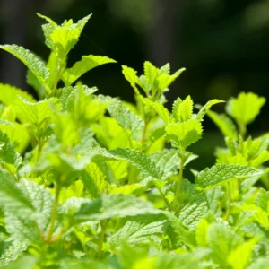 Lemon Balm Plants Live Herb Starter Plants 4-6 Inches Two Count