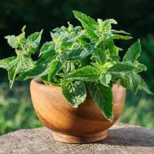 Lemon Balm Plants Live Herb Starter Plants 4-6 Inches Two Count
