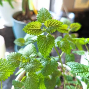 Lemon Balm Plants Live Herb Starter Plants 4-6 Inches Two Count