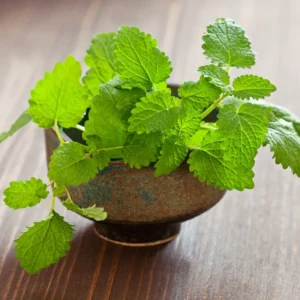 Lemon Balm Plants Live Herb Starter Plants 4-6 Inches Two Count